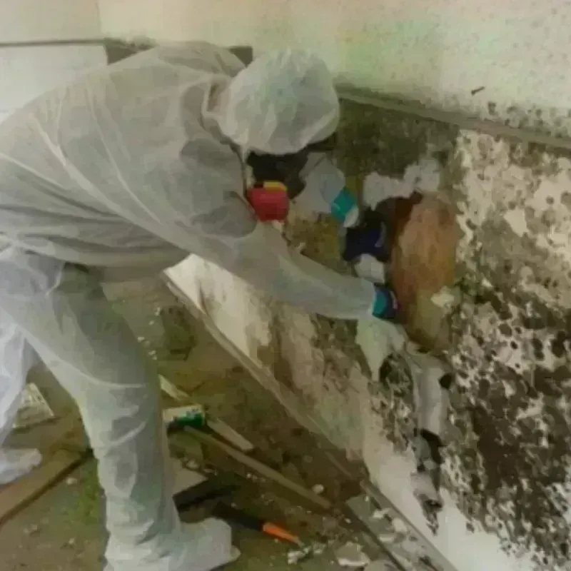 Mold Remediation and Removal in Wenatchee, WA